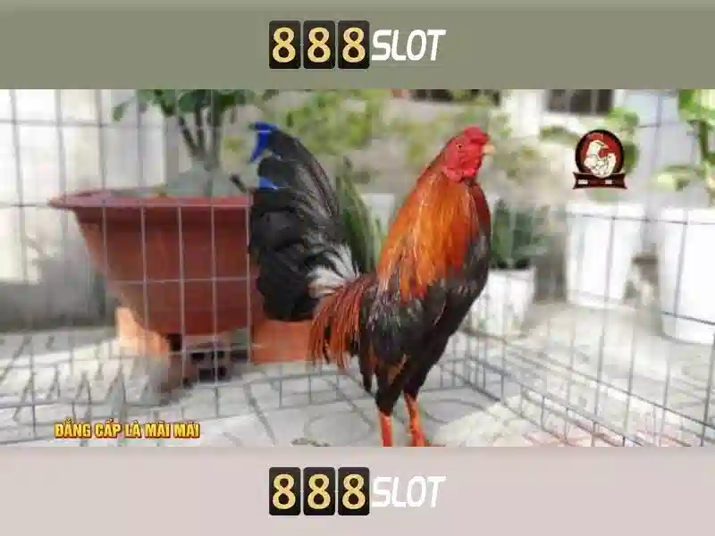 💎nhà cái twin68💎 💎nhà cái twin68💎